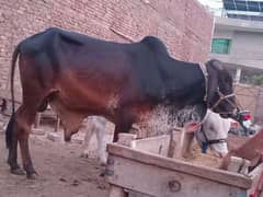 qurbani ky lye vehra