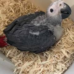 African Grey baby urgent sale contact=0332=090=1270=my Watsap