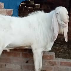 Pure rajanpuri bakra for sale