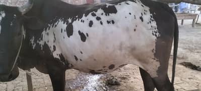 bull for sale قربانی کے جانور