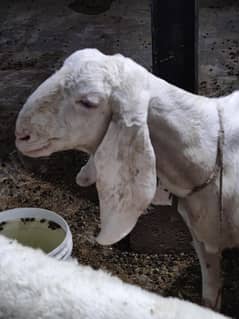 Goat Bakri for Sale