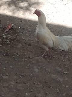 pure miawali hira