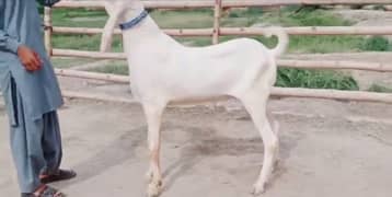 desi gulabi bakra for sale rajanpuri contact WhatsApp,,03266773676