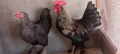 fancy hens for sale