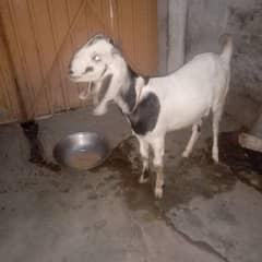 15 months female goat
