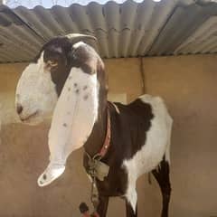 4 dant bakri