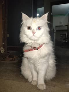 Persian Cat