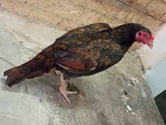 aseel mianwali madi