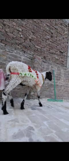 male dumba for qurbani