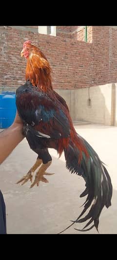 MASHALLAH HIGH QUALITY PURE MIANWALI BREEDER MALE FOR SALE