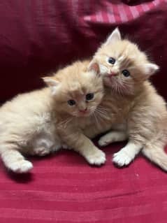 Persian kittens