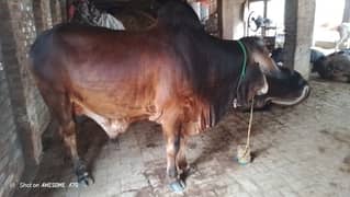 qurbani