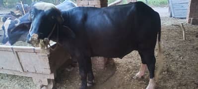 katta 4.25 man