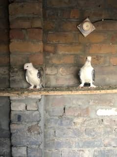 Sentinent breeder pair