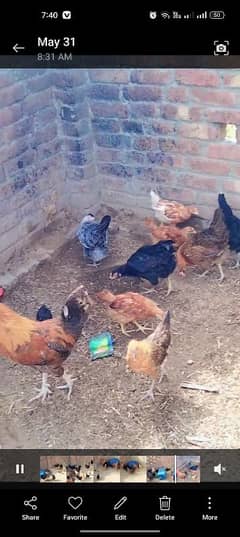 Golden misri janwar mojood hne . . . . .