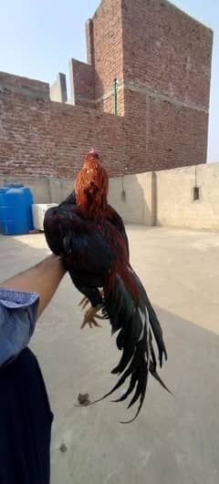 MashAllah pure Mian wali Aseel For sale