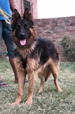 German Shepherd Long Coat Puppies | GSD | Double , Long Coat