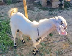 14 mahena ka bakra ha