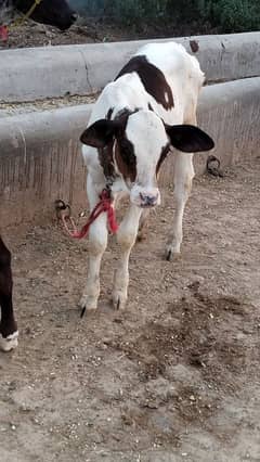 ferizean calf