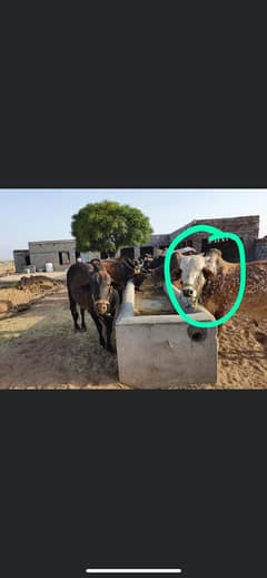 Beautiful Qurbani Animals for Sale