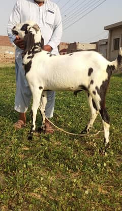 eid bakra