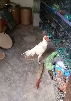 whitee heera pavor breed location baldia town