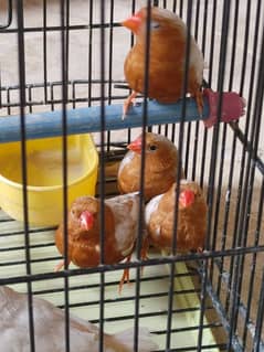 full orange finch