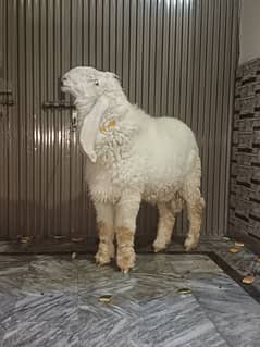 Sheep