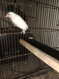 White red eyes Java Breeder pair