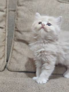 Persian kittens for Sale