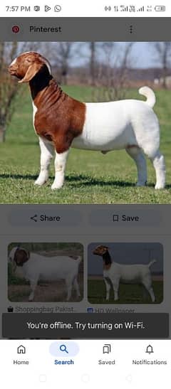 bakra cutting expert