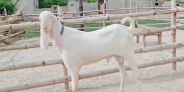 gulabi