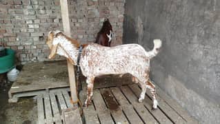 2dant Bakra 75000 Or aik Chatra 60000  2 Wehry 590k