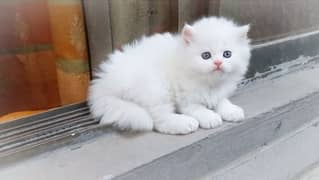 Persian kittens Top Quality