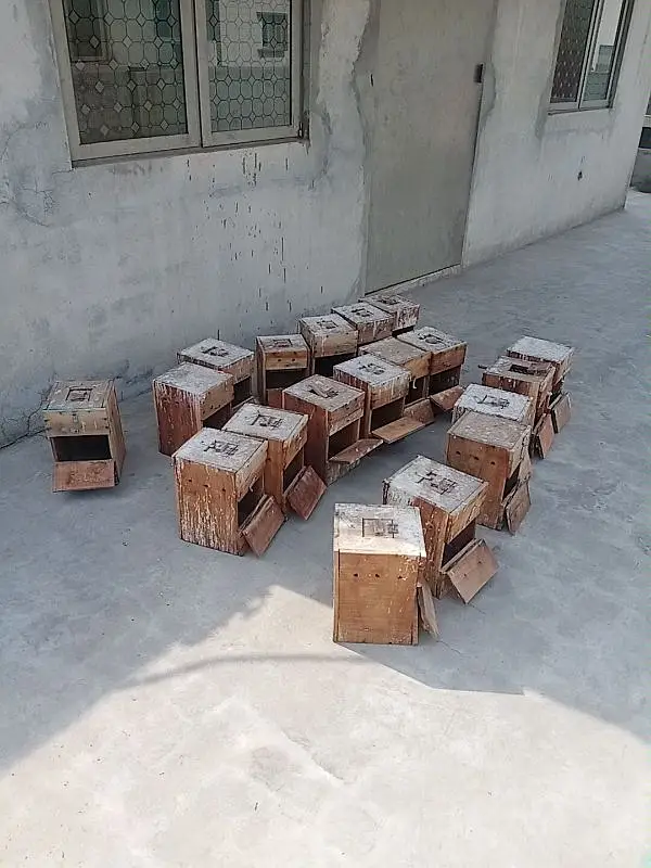Love birds keekar box and iron cages birds