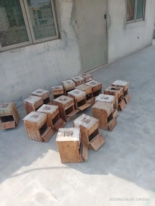 Love birds keekar box and iron cages birds — photo 2