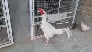 Heera