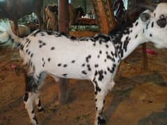 2 daant Andu Bakra for sale