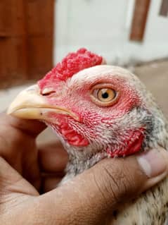 Active and healthy Aseel rooster