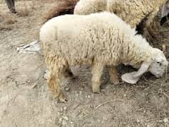 Dumba | Chaki dumbay |kajla dumba |Chatra
