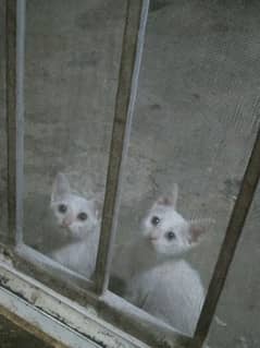 2 pairs New born cats white color