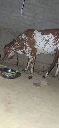 Bakra for Eid