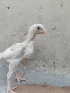 Shamo Aseel Chicks