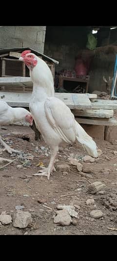 Heera quality pair