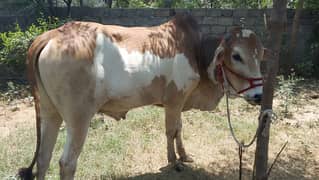 ox for sale _ oxx for bakra eid