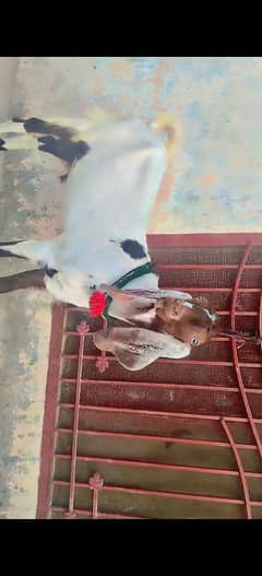 Kurbani ka Bakra