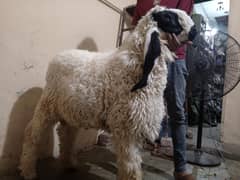 Qurbani k lie qad awar chatra