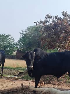 bull