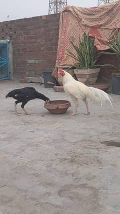 Aseel Heera White Coloured Murga