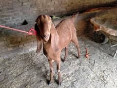 qurbani ka bkra ha